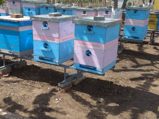 Продам пчелиные семьи и отводки