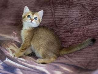 British Shorthair. Golden shaded cat. foto 9