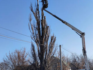 Tăierea și curățarea copacilor , curățarea copacilor uscați, curățarea teritorii de tufișuri foto 16