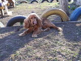 cocker spaniel foto 2