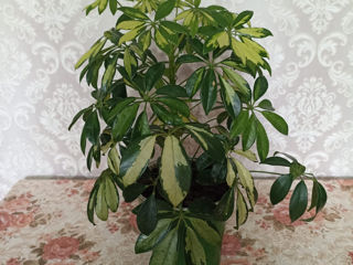 Schefflera (Шеффлера) цветок