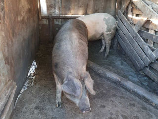 2 porci de casă