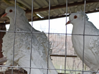 Creți francezi la Chișinău foto 3