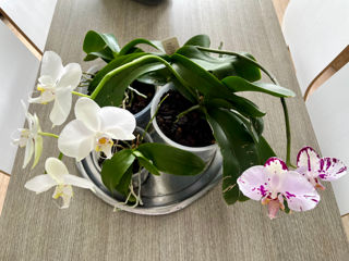 Орхидеи срочно и недорого