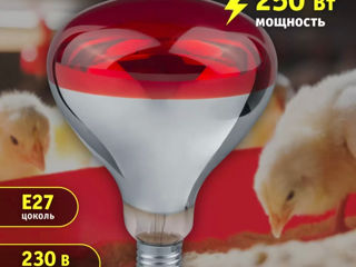 Becuri IKZ,лампы для обогрева птиц,животных Е27-25W,40W,60W,75W,100W,250W foto 2