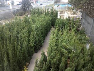 Лейландия купрессоципарис лейланда кипарисовик cupressocyparis leylandii leilandii pon pon thuja foto 8