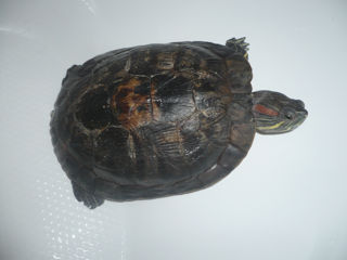 Африканская красноухая черепаха foto 1