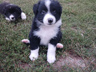 border collie mia ramas doar o fetita foto 1