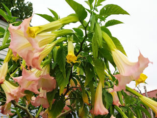 Бругмансия ароматная.( Brugmansia suaveolens) Труба ангела.(Граммофон цветок) Бругмансия душистая.. foto 4