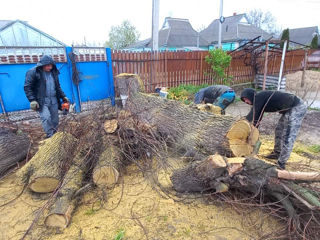 Tăierea copacilor avariați, defrisare arbori foto 10