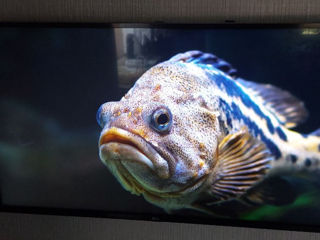 Lg"43" Smart tv 4K foto 2