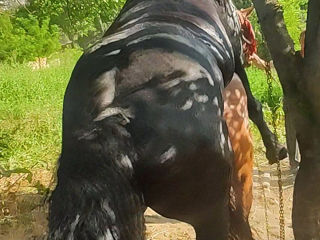 Armăsar Friesian la împerechere foto 10