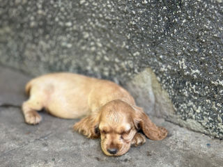 Cocker Spaniel Englez Rasa curata  foto 2