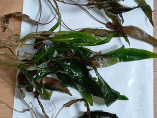 Plante acvariu: Anubias - 50 lei, Clodophorya - 50 lei, Cryptocoryne Wendtii - 30 lei. foto 2
