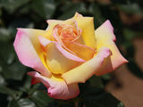 Trandafiri,butași rose, cаженцы роз foto 3