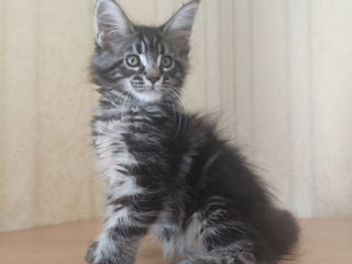 Main Coon fete si băieți foto 4