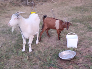 Продам двух коз.белая с 4 окотом.вторая с 1 окотом.1600 за обе.