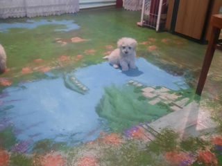 Vind bichon Maltez  фото 3