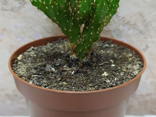 Cactus.Livrare. / Кактус. Доставка. foto 9