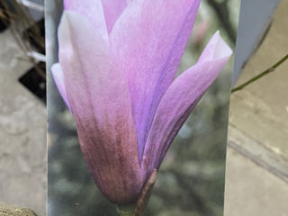 Magnolia. foto 4