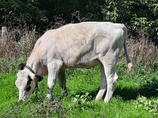 Vând vițică