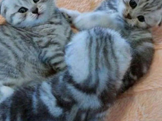 Scottish fold /straight foto 4