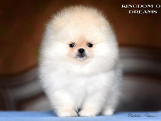 Pomeranian-FCI(Pedegree) foto 5