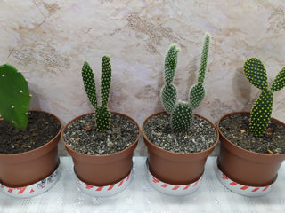 Cactus.Livrare. / Кактус. Доставка. foto 4