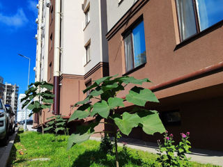 Butasi / Puieti / Drajoni - Paulownia Shang Tong foto 2