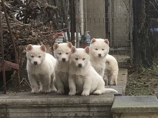 Husky Albinos foto 6