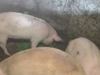 Porci crescuți în condiții de casa de vânzare