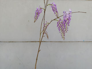 Глицинию Блю Мун. Wisteria – Вистерия. foto 5