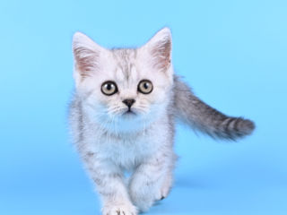 Pisoii british shorthair  -британские котята foto 2