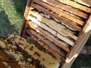 Продам пчелосемьи. Albini foto 1