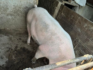 Vind porc crescut in conditii de casa.in jur de 180kg. Am foto 4