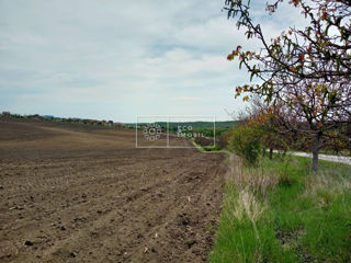 Vânzare, teren agricol, mun. Chișinău, com. Cruzești, 4.88 ha, 366900 euro foto 3