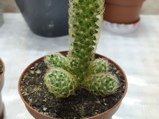 Cactus.Livrare. / Кактус. Доставка. foto 8