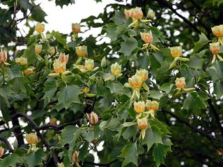 Тюльпановое дерево (Liriodendron tulipifera) foto 1