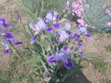 Flori  de  gradina  irisi,cala;yuka,garoafe,vie decorativa,diverse  100lei foto 3