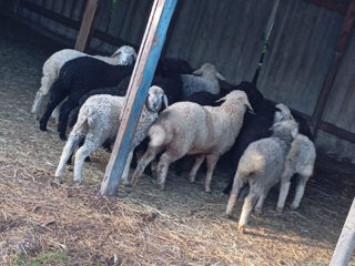 Cumpărăm bovine, ovine, caprine  la preț bun foto 2