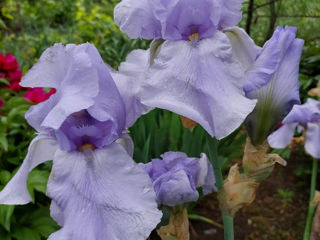 Iris Germanica. foto 7