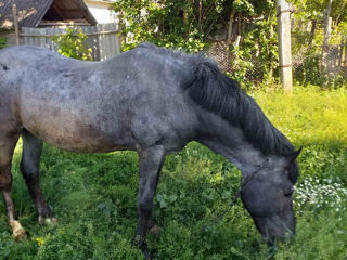 Vând armăsar!!! foto 2