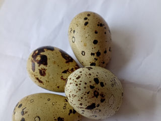 Ouă de prepet foto 6