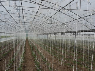 Se vinde  afacere in agricultura modul sau bloc de sera solar  teplite din fier zincat Тeплицы foto 3