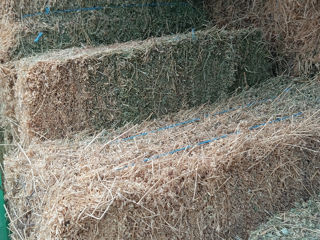 Baloți de lucernă ( tiucuri) foto 2