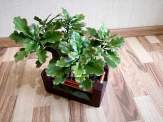 Vip cadou pentru barbati:iubit,tata,sef...Bonsai stejar din argila polimerica.. foto 4