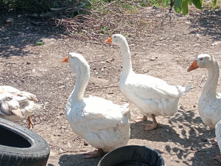 Gîscă Holmogor, familie de giște Mamut. foto 8