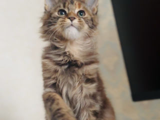 Мейн-кун игривая девочка 3 мес / maine coon fata 3 luni foto 5