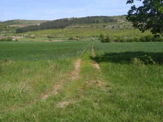 Teren Agricol 270 Ari - 15 Km De La Chisinau foto 5