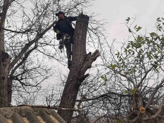 Tăierea copacilor înclinați sau deteriorați- cu masini si echipamente speciale .Calitatea garantată foto 7